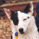 Gillian was adopted in May, 2003